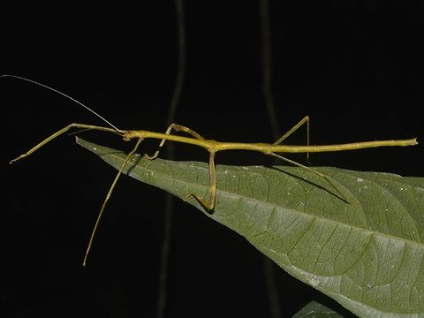 Stick Insect, Phasmid Nymph of a Phasmid Geotagged,Malaysia,Mulu,Phasmid,Sarawak,Stick Insect,Summer