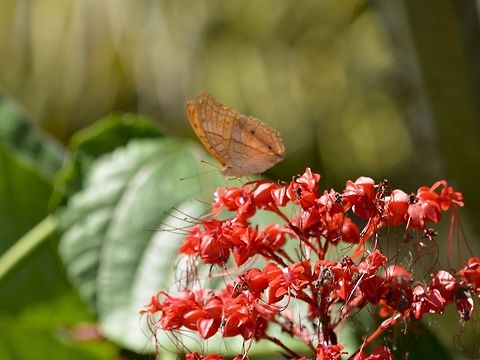 Common Cruiser - Vindula erota  Butterfly,Common Cruiser,Geotagged,Malaysia,Mulu,Sarawak,Summer,Vindula erota