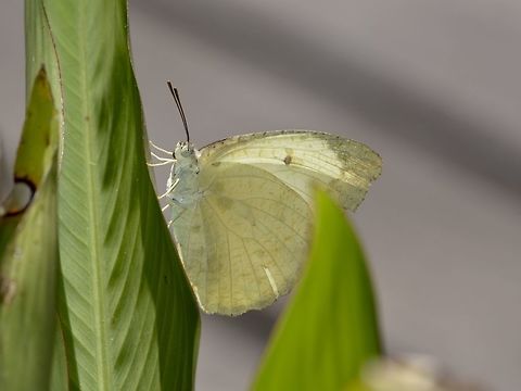 Lemon Migrant Butterfly - Catopsilia pomona  Butterfly,Catopsilia pomona,Geotagged,Lemon Emigrant,Malaysia,Mulu,Sarawak,Summer