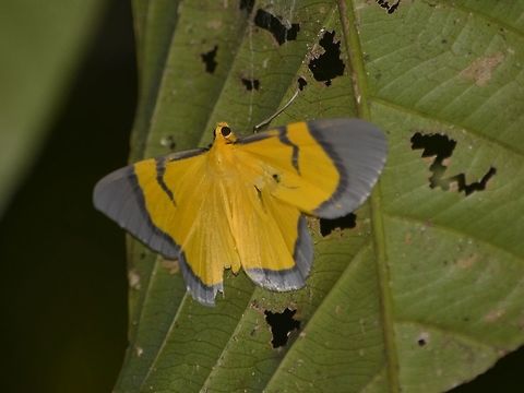 Geometrid Moth - Celerena signata  Celerena signata,Geometrid Moth,Geotagged,Malaysia,Moth,Mulu,Sarawak,Summer