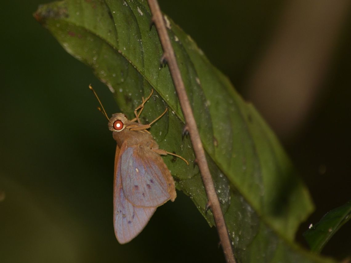 Coconut Skipper Butterfly - Hidari irava  Butterfly,Coconut Skipper Butterfly,Geotagged,Hidari irava,Malaysia,Mulu,Sarawak,Skipper Butterfly,Summer