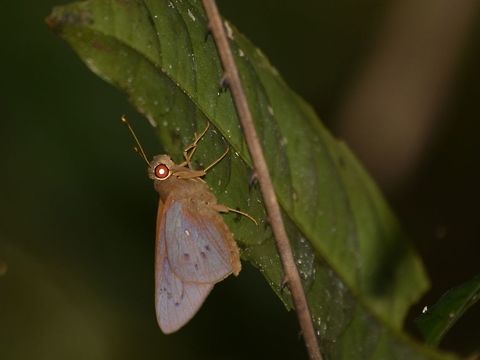 Coconut Skipper Butterfly - Hidari irava  Butterfly,Coconut Skipper Butterfly,Geotagged,Hidari irava,Malaysia,Mulu,Sarawak,Skipper Butterfly,Summer