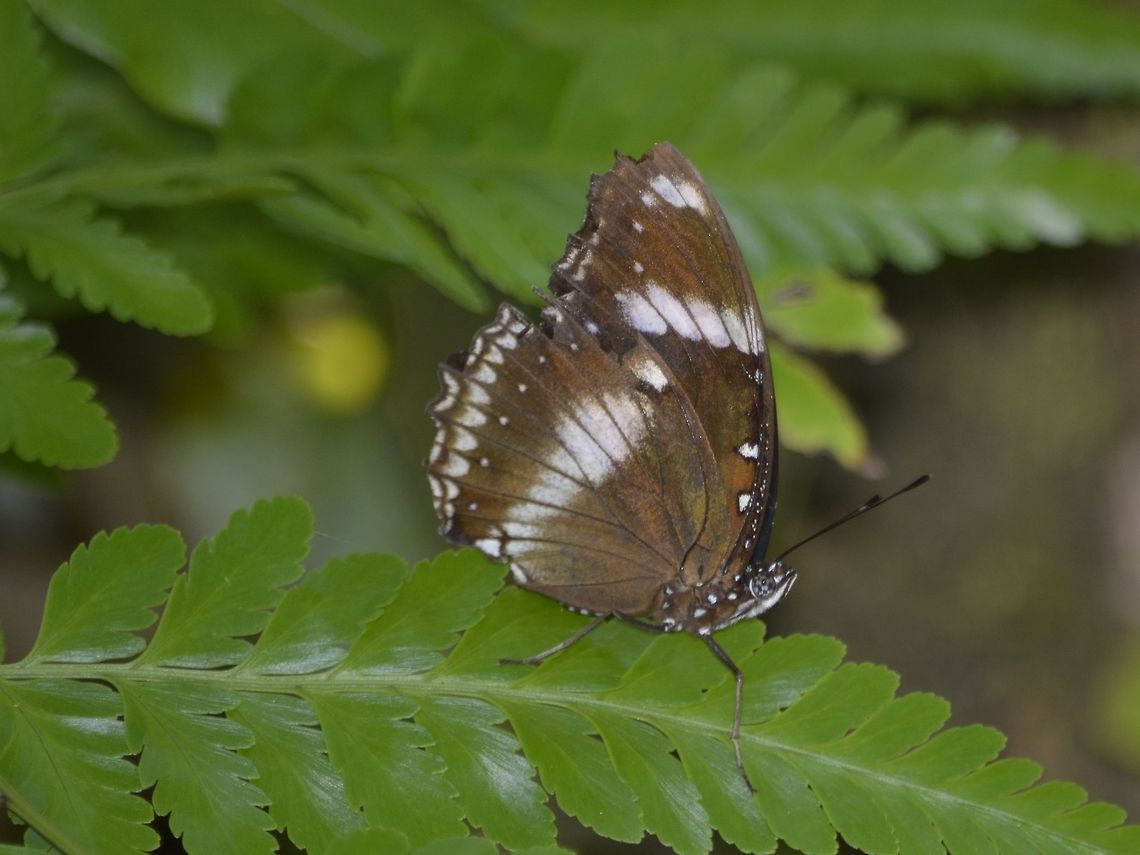 Great Eggfly Butterfly - Hypolimnas bolina  Butterfly,Geotagged,Great Eggfly,Hypolimnas bolina,Malaysia,Mulu,Sarawak,Summer