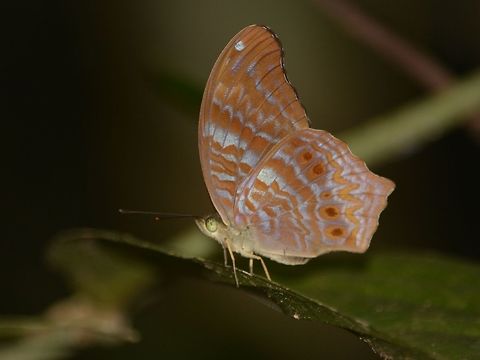 Royal Assyrian Butterfly Sub-species - Terinos terpander robertsia, Royal Assyrian Butterfly. Butterfly,Geotagged,Malaysia,Mulu,Royal Assyrian,Royal Assyrian Butterfly,Sarawak,Summer,Terinos terpander robertsia
