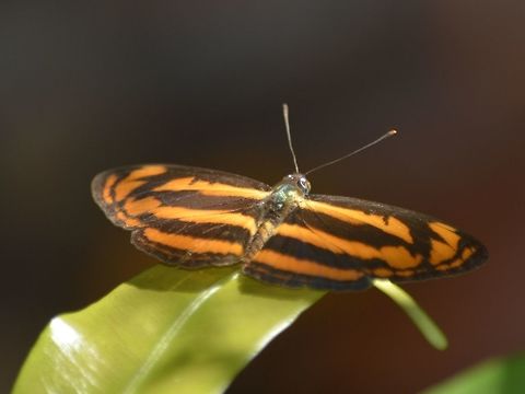 Common Lascar Butterfly - Pantoporia hordonia  Butterfly,Common Lascar,Common Lascar Butterfly,Geotagged,Malaysia,Mulu,Pantoporia hordonia,Sarawak,Summer