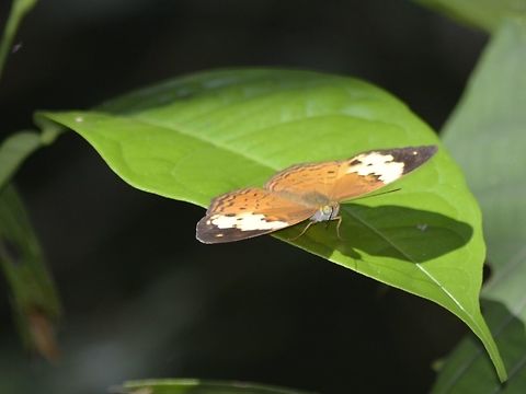 Butterfly  Butterfly,Cupha erymanthis,Geotagged,Malaysia,Mulu,Rustic,Sarawak,Summer