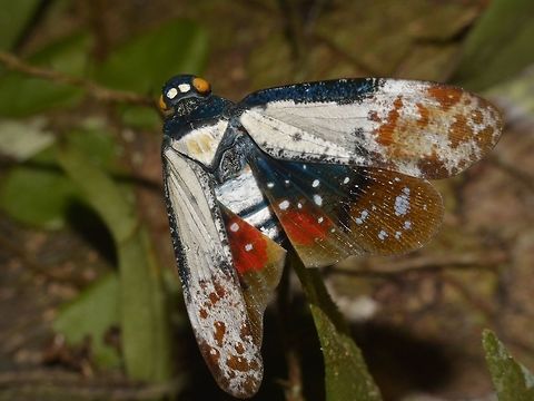 Fulgorid Planthopper - Penthicodes farinosa This Fulgorid Planthopper - Penthicodes farinosa jumped from the original location where I found it and when it landed as seen in the picture, it didn't close its wing properly yet. Fulgorid Planthopper,Geotagged,Malaysia,Mulu,Penthicodes farinosa,Planthopper,Sarawak,Summer