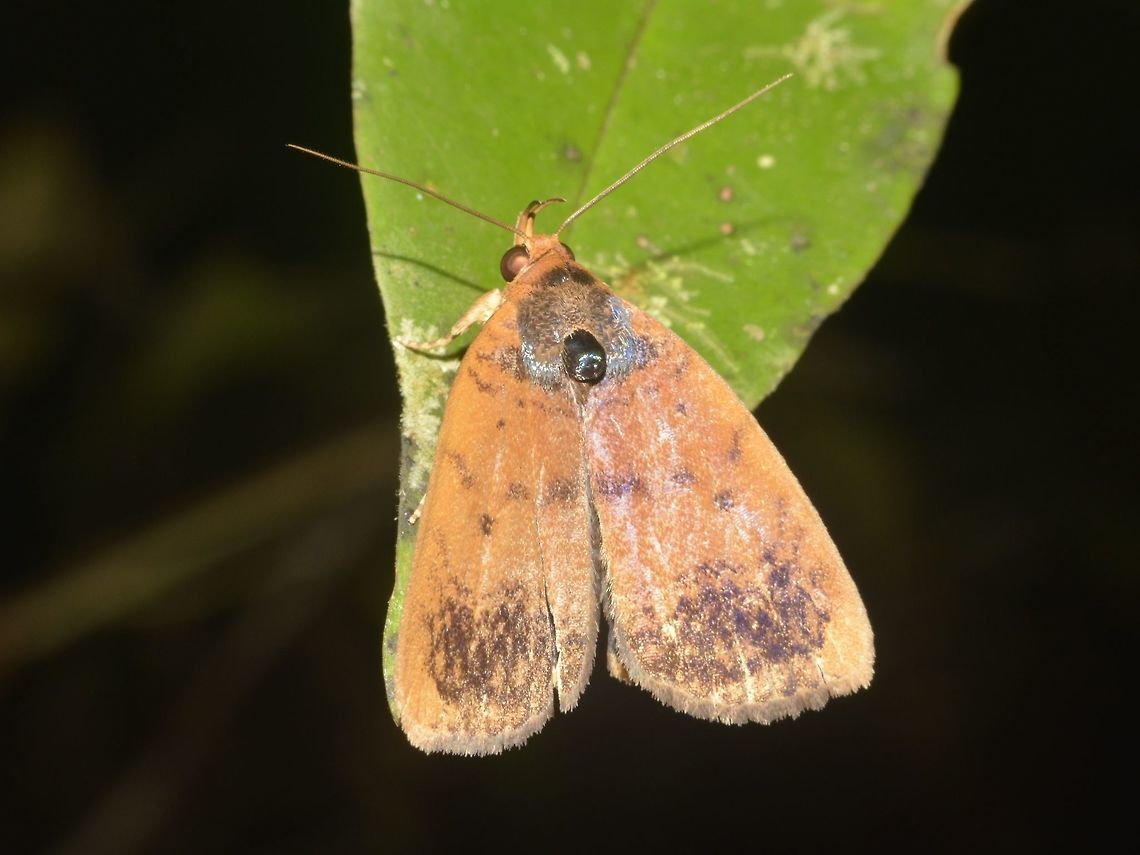 Moth  Geotagged,Malaysia,Moth,Mulu,Sarawak,Summer