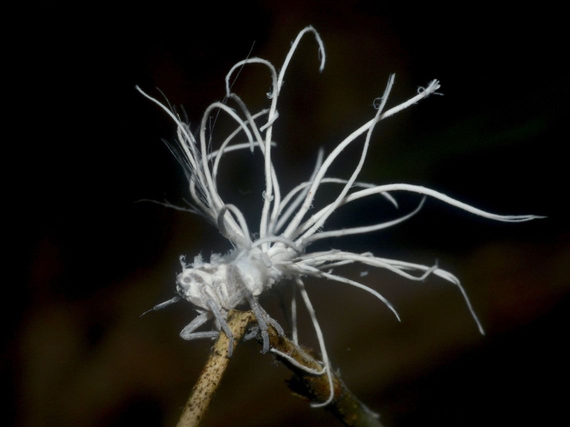 White Mess Nymph of Hopper Geotagged,Hopper,Malaysia,Mulu,Sarawak,Summer