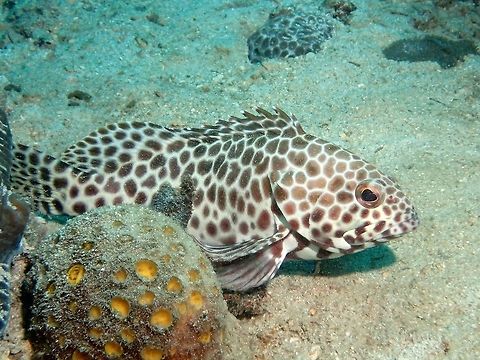 Honeycomb Grouper - Epinepheius merra Honeycomb Grouper - Epinepheius merra has white undercolor with polygonal spots in varying shades of brown; no distinctive markings. Anilao,Batangas,Epinephelus merra,Fall,Fish,Geotagged,Grouper,Honeycomb grouper,Philippines
