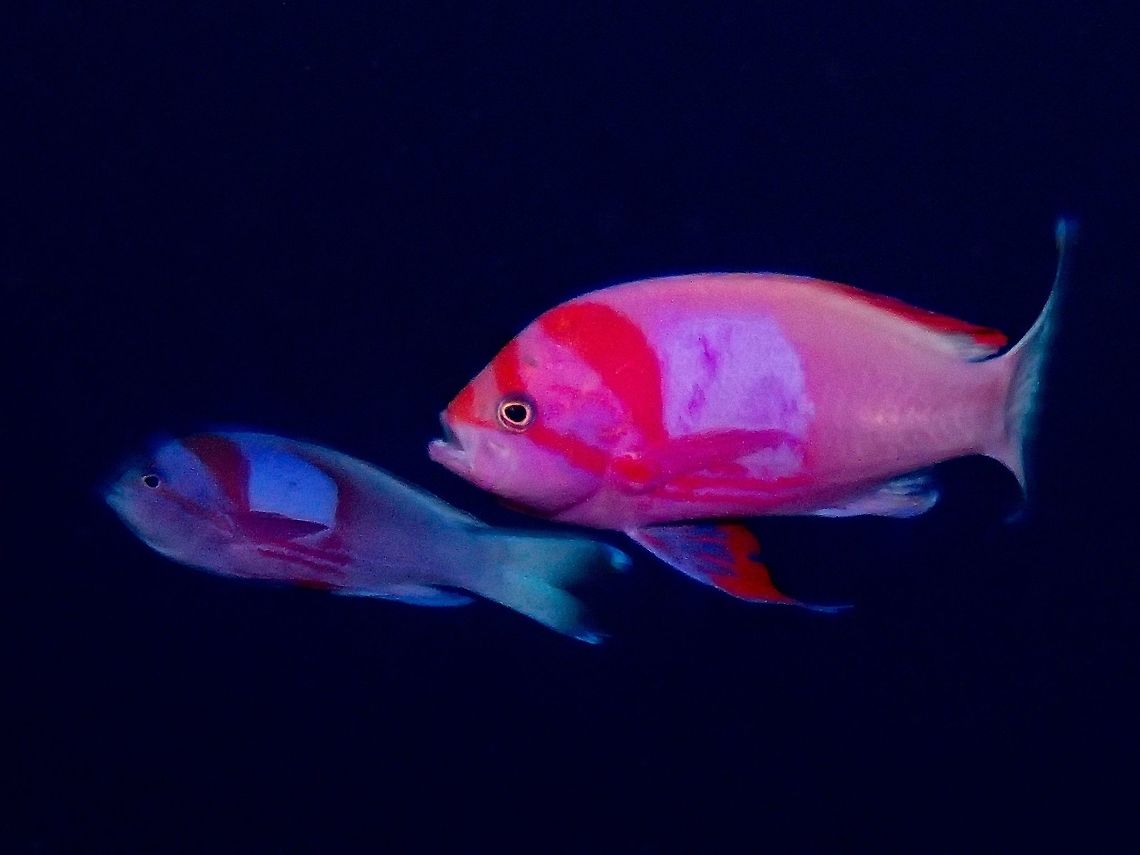 Squarespot Anthias - Pseudanthias pleurotaenia Squarespot Anthias - Pseudanthias pleurotaenia is orangish red to magenta; large square violet spot on side; long 3rd dorsal spine. Anilao,Anthia,Batangas,Fall,Fish,Geotagged,Philippines,Pseudanthias pleurotaenia,Squsarespot Anthia