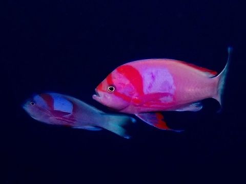 Squarespot Anthias - Pseudanthias pleurotaenia Squarespot Anthias - Pseudanthias pleurotaenia is orangish red to magenta; large square violet spot on side; long 3rd dorsal spine. Anilao,Anthia,Batangas,Fall,Fish,Geotagged,Philippines,Pseudanthias pleurotaenia,Squsarespot Anthia