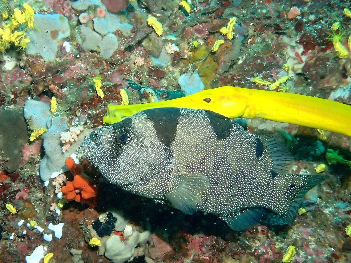 Spotted Soapfish - Pogonoperca punctata  Anilao,Batangas,Fall,Fish,Geotagged,Philippines,Pogonoperca punctata,Soapfish,Spotted Soapfish