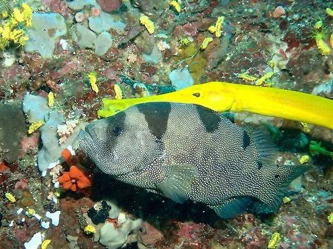 Spotted Soapfish - Pogonoperca punctata  Anilao,Batangas,Fall,Fish,Geotagged,Philippines,Pogonoperca punctata,Soapfish,Spotted Soapfish