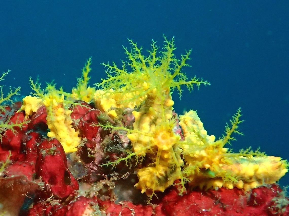 Yellow Sea Cucumber - Colochirus robustus This Yellow Sea Cucumber - Colochirus robustus, also known as Robust Sea Cucumber can be found in the plentiful in selected dive sites, by the thousands and strangely, the next dive site 100 meters away may not have a single one.  Sometimes, new divers confused to Nudibranch as they are small in size, around 5-8 cm. Anilao,Batanagas,Colochirus robustus,Fall,Geotagged,Philippines,Robust Sea Cucumber,Sea Cucumber,Yellow Sea Cucumber