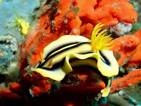 Nudibranch - Chromodoris joshi The Chromodoris joshi nudibranch is mostly yellowish to orangish in colour with black stripes on its back. Anilao,Batangas,Chromodoris joshi,Fall,Geotagged,Nudibranch,Philippines