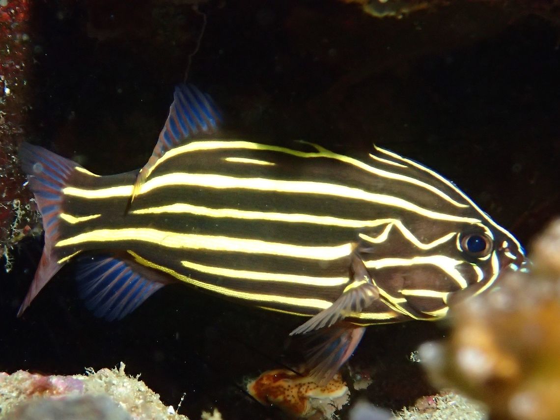 Six-Lined Soapfish - Grammistes sexlineatus  Anilao,Batangas,Fall,Fish,Geotagged,Grammistes sexlineatus,Philippines,Six-Lined Soapfish