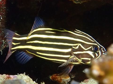 Six-Lined Soapfish - Grammistes sexlineatus  Anilao,Batangas,Fall,Fish,Geotagged,Grammistes sexlineatus,Philippines,Six-Lined Soapfish