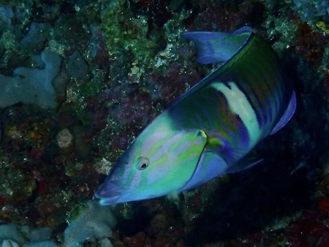 Fivestripe Wrasse - Thalassoma quinquevittatum  Anilao,Batangas,Fall,Fish,Fivestripw Wrasse,Geotagged,Philippines,Thalassoma quinquevittatum,Wrasse