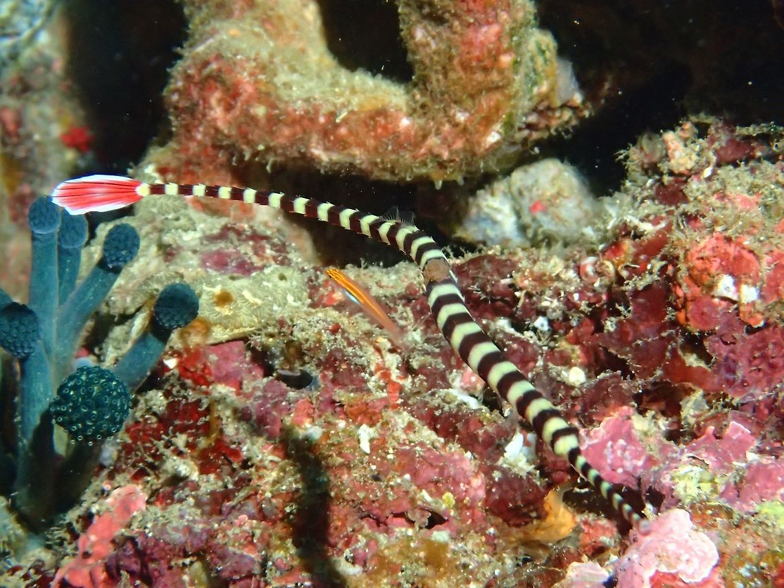 Ringed Pipefish - Dunckerocampus dactyliophorus The Ringed Pipefish - Dunckerocampus dactyliophorus is also known as Many Banded Pipefish. Anilao,Banded pipefish,Batangas,Dunckerocampus dactyliophorus,Fall,Fish,Geotagged,Many Banded Pipefish,Philippines,Ringed Pipefish