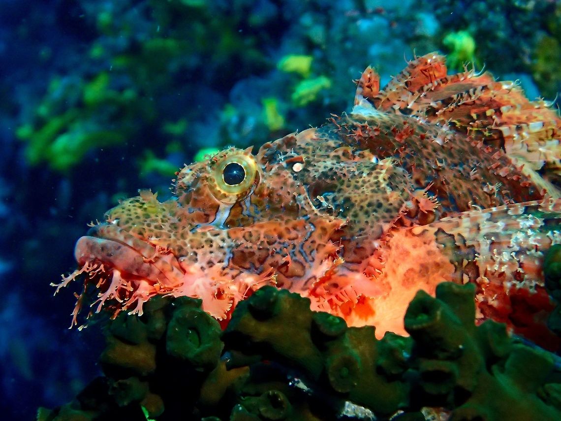 Tasseled Scorpionfish - Scorpaenopsis oxycephala  Anilao,Batangas,Fall,Fish,Geotagged,Philippines,Scorpaenopsis oxycephala,Scorpionfish,Tassled scorpionfish