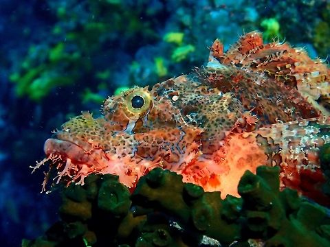 Tasseled Scorpionfish - Scorpaenopsis oxycephala  Anilao,Batangas,Fall,Fish,Geotagged,Philippines,Scorpaenopsis oxycephala,Scorpionfish,Tassled scorpionfish