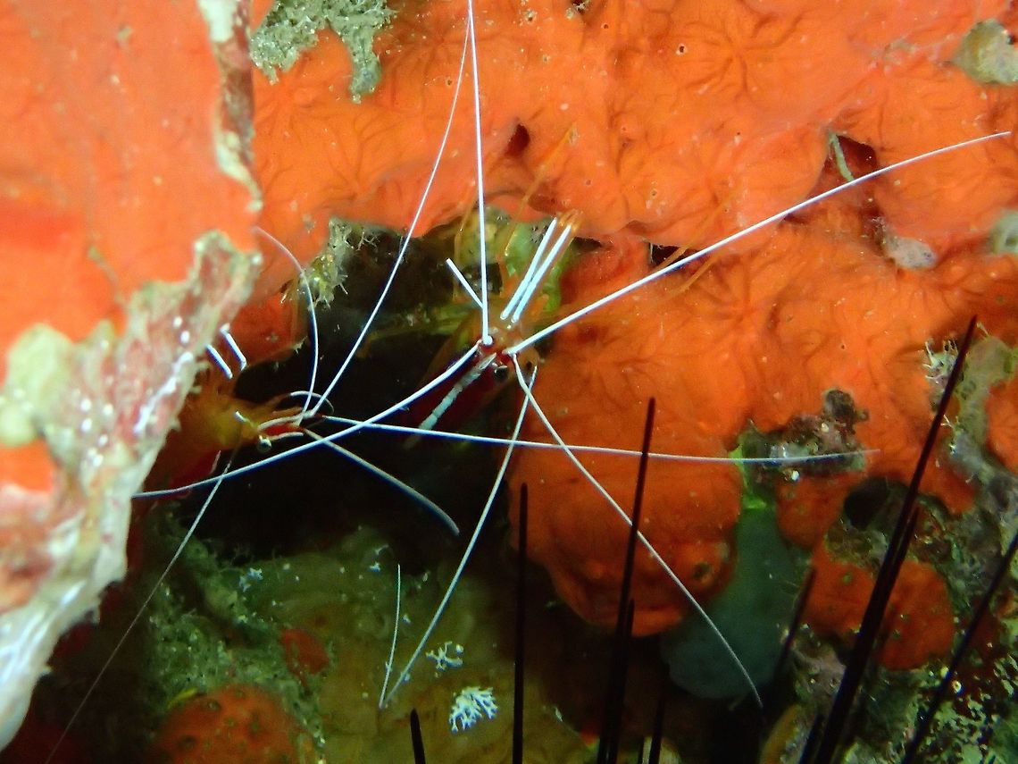 Northern cleaner shrimp, Philippines  Fall,Geotagged,Lysmata amboinensis,Northern cleaner shrimp,Philippines