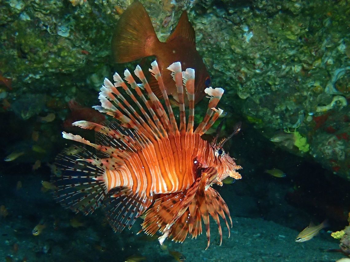 Common/Red Lionfish - Pterois volitans  Anilao,Batangas,Common Lionfish,Fall,Fish,Geotagged,Philippines,Pterois volitans,Red lionfish