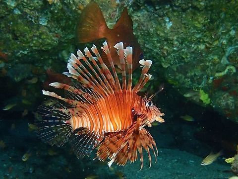 Common/Red Lionfish - Pterois volitans  Anilao,Batangas,Common Lionfish,Fall,Fish,Geotagged,Philippines,Pterois volitans,Red lionfish