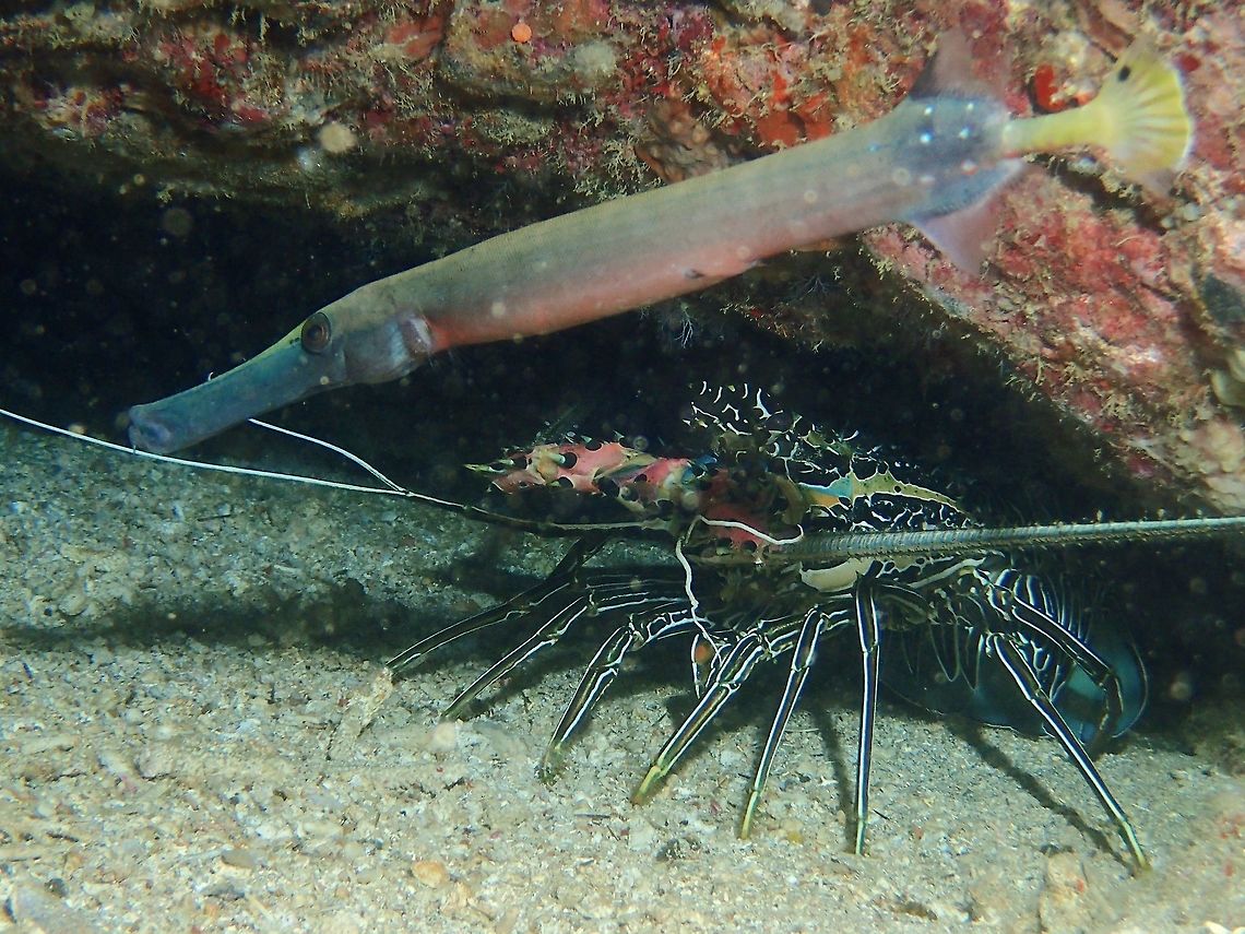 Spiny Lobster - Panulirus ornatus  Anilao,Batangas,Fall,Geotagged,Lobster,Panulirus ornatus,Philippines,Spiny Lobster