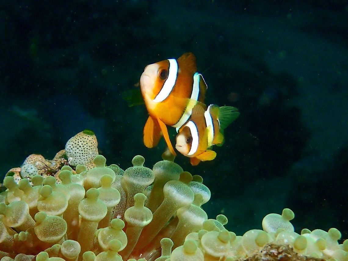 Clark's Anemonefish - Amphiprion clarkii The Clark&#039;s Anemonefish - Amphiprion clarkii is also known as the Yellow Tail Anemonefish/Clownfish Amphiprion clarkii,Anilao,Batangas,Clarks Anemonefish,Clownfish,Fall,Fish,Geotagged,Philippines,Yellow Tail Anemonefish,Yellow Tail Clownfish