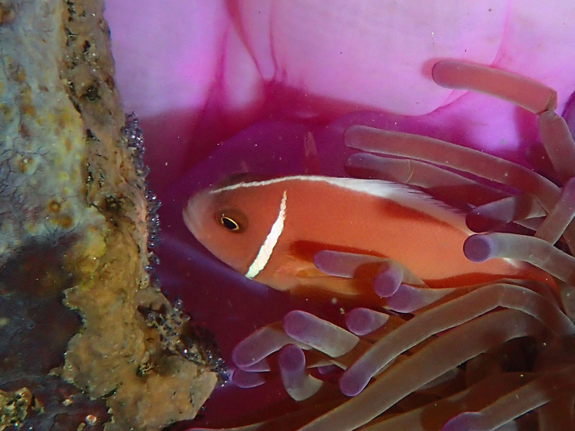 Skunk Clownfish - Amphiprion akallopisos The Skunk Clownfish - Amphiprion akallopisos is also known as Nosestripe Anemonefish.<br />
This one was taking care of its babies.  They lays their eggs on the rocks/rubbles next to the anemone and will brood the eggs until they hatches. Amphiprion akallopisos,Anilao,Batangas,Fall,Fish,Geotagged,Nosestripe anemonefish,Philippines,Skunk Clownfish