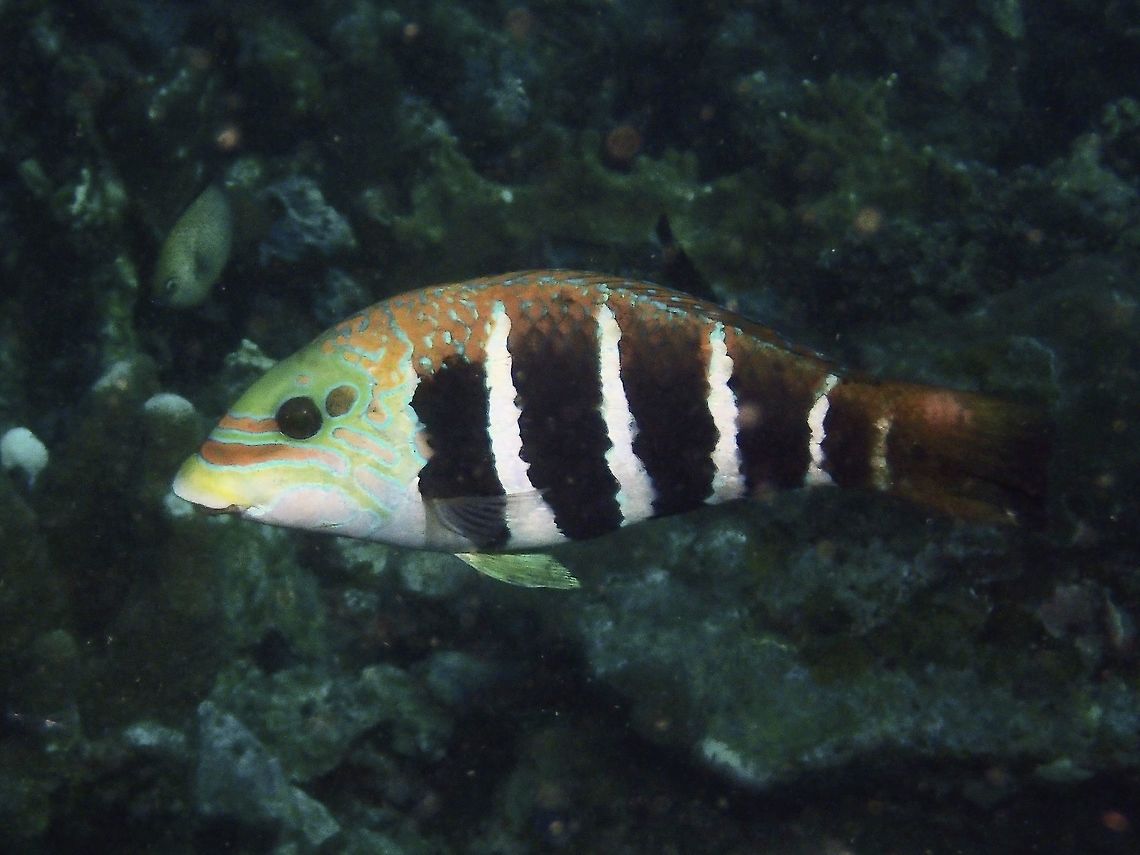 Barred Thicklip - Hemigymnus fasciatus  Anilao,Barred thicklip,Batangas,Fall,Fish,Geotagged,Hemigymnus fasciatus,Philippines,Wrasse
