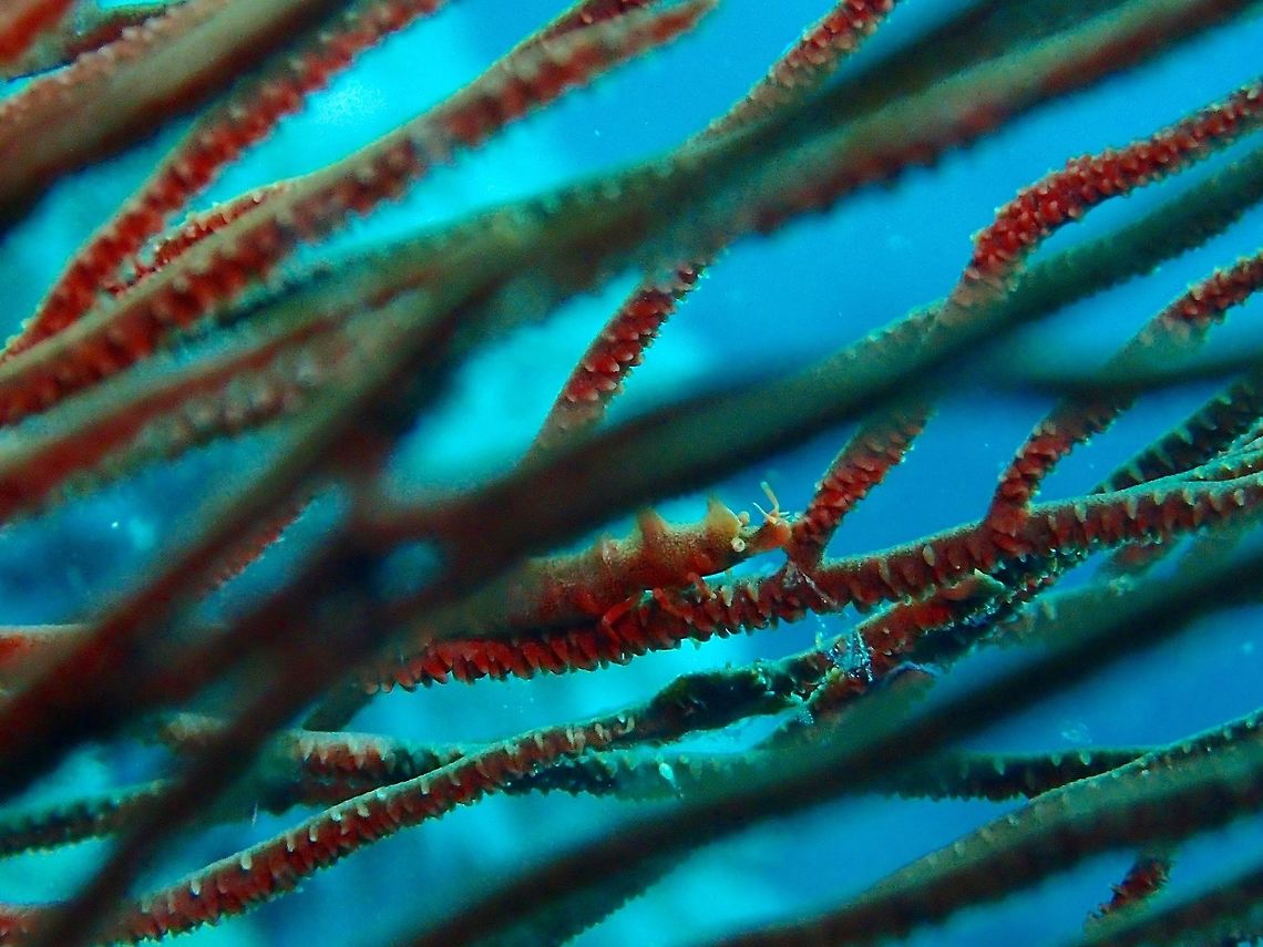 Dragon Shrimp - Miropandalus hardingi This Dragon Shrimp - Miropandalus hardingi are found exclusively on Black Corals and they can hide very well among the corals with their well camouflaged colours and markings. Anilao,Batangas,Dragon Shrimp,Fall,Geotagged,Miropandalus hardingi,Philippines,Shrimp