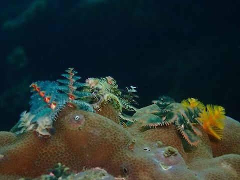 Christmas Tree Worm - Spirobranchus corniculatus The Christmas Tree Worm is aptly named, both its common and Latin names refer to the two chromatically hued spiral structures, the most common feature seen by divers. The multicolored spirals are highly derived structures for feeding and respiration.

Spirobranchus Gianteius Peniez is similar to most tube-building polychaetes. It has a tubular, segmented body lined with chaeta, small appendages that aid the worm's mobility. Because it does not move outside its tube, this worm does not have any specialized appendages for movement or swimming.

The worms' most distinct features are two "crowns" shaped like Christmas trees. These are highly modified prostomial palps, which are specialized mouth appendages. Each spiral is composed of feather-like tentacles called radioles, which are heavily ciliated and cause any prey trapped in them to be transported to the worm's mouth. While they are primarily feeding structures, S. giganteus also uses its radioles for respiration; hence, the structures commonly are called "gills." Anilao,Batangas,Christmas Tree Worm,Geotagged,Indo-Pacific Christmas Tree Worm,Philippines,Spirobranchus corniculatus,Winter,Worm