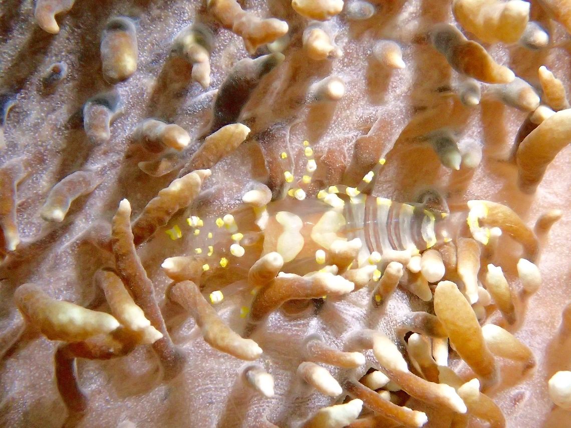 Ghost Shrimp - Pliopontonia furtiva The Ghost Shrimp - Pliopontonia furtiva is also known as Corallimorph Shrimp and is the only shrimp in the genus.<br />
It has transparent body with white bands and white and yellow spots. Anilao,Batangas,Corallimorph Shrimp,Geotagged,Ghost Shrimp,Philippines,Pliopontonia furtiva,Shrimp,Winter