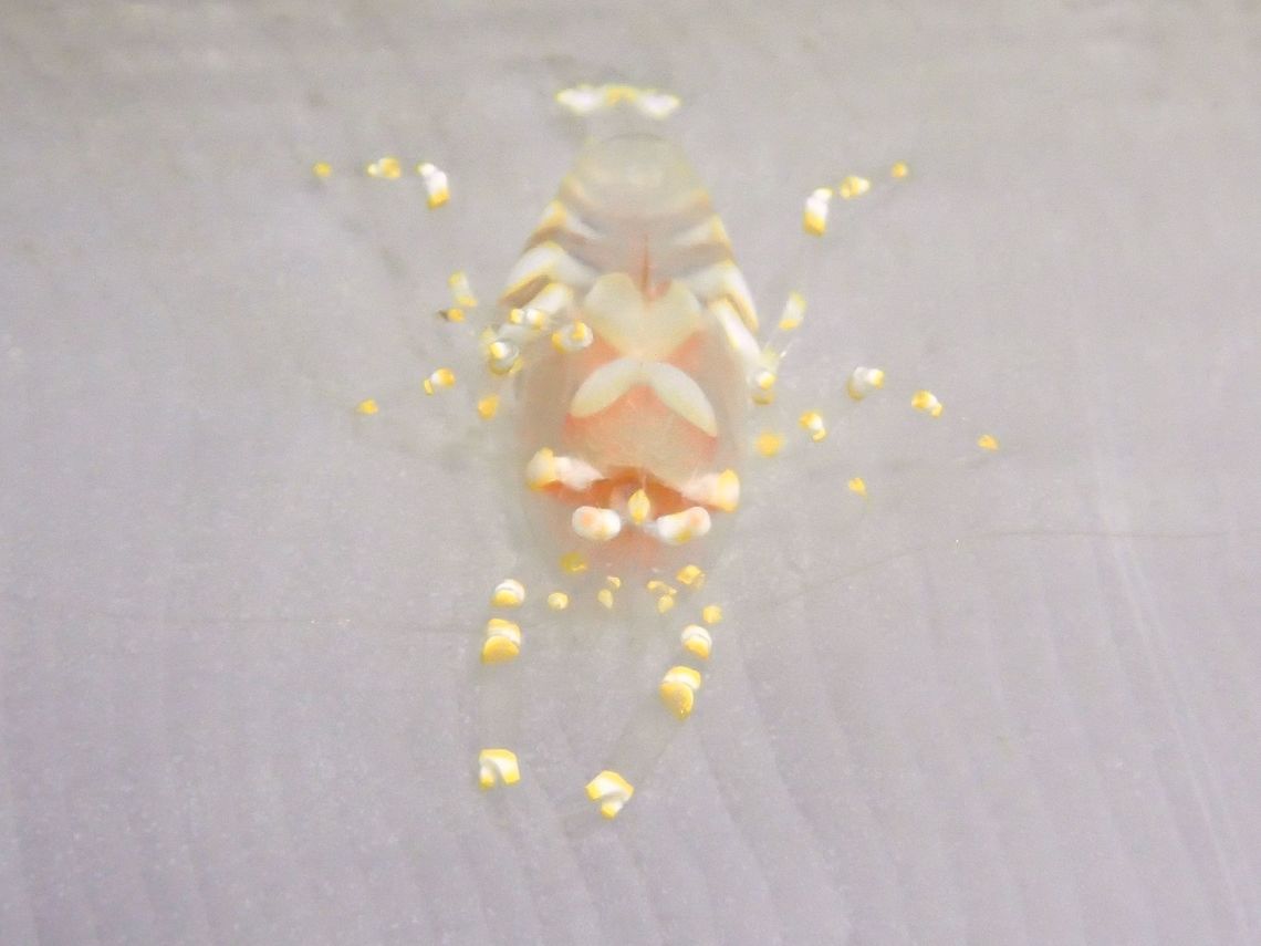 Ghost Shrimp Same Shrimp as previous Spotting, but on the outer side of the Corallimorph corals, which has smooth surface. Anilao,Batangas,Geotagged,Ghost Shrimp,Philippines,Pliopontonia furtiva,Shrimp,Winter