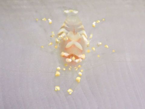 Ghost Shrimp Same Shrimp as previous Spotting, but on the outer side of the Corallimorph corals, which has smooth surface. Anilao,Batangas,Geotagged,Ghost Shrimp,Philippines,Pliopontonia furtiva,Shrimp,Winter