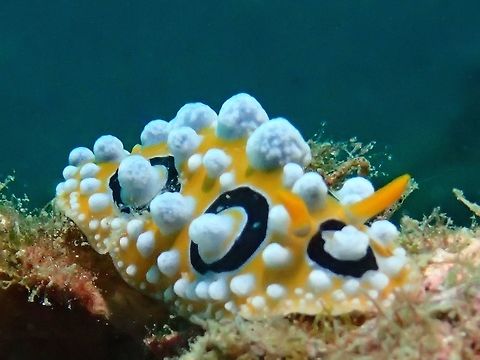 Sea Slug - Phyllidia ocellata  Anilao,Batangas,Geotagged,Ocellate Phyllidia,Philippines,Phyllidia ocellata,Sea Slug,Slug,Winter