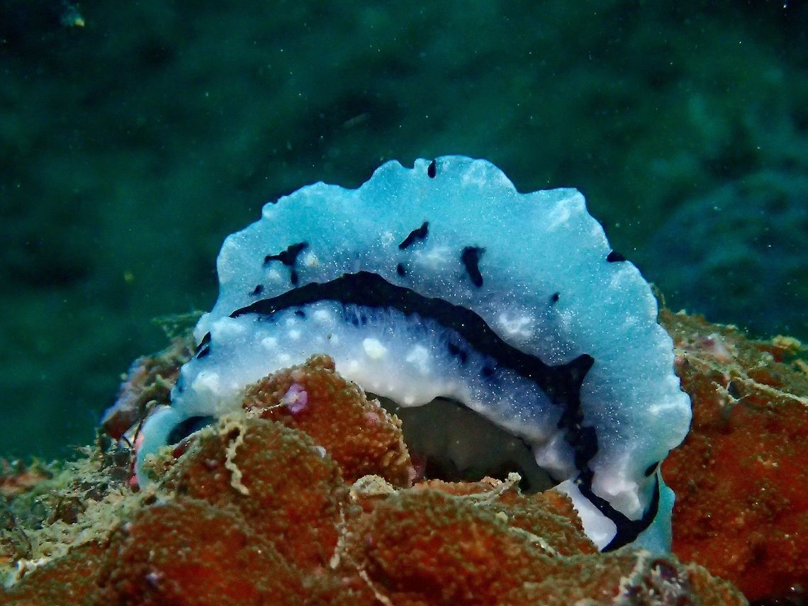 Sea Slug - Phyllidia elegans  Anilao,Batangas,Elegant Phyllidia,Geotagged,Philippines,Phyllidia elegans,Sea Slug,Slug,Winter