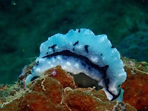 Sea Slug - Phyllidia elegans  Anilao,Batangas,Elegant Phyllidia,Geotagged,Philippines,Phyllidia elegans,Sea Slug,Slug,Winter