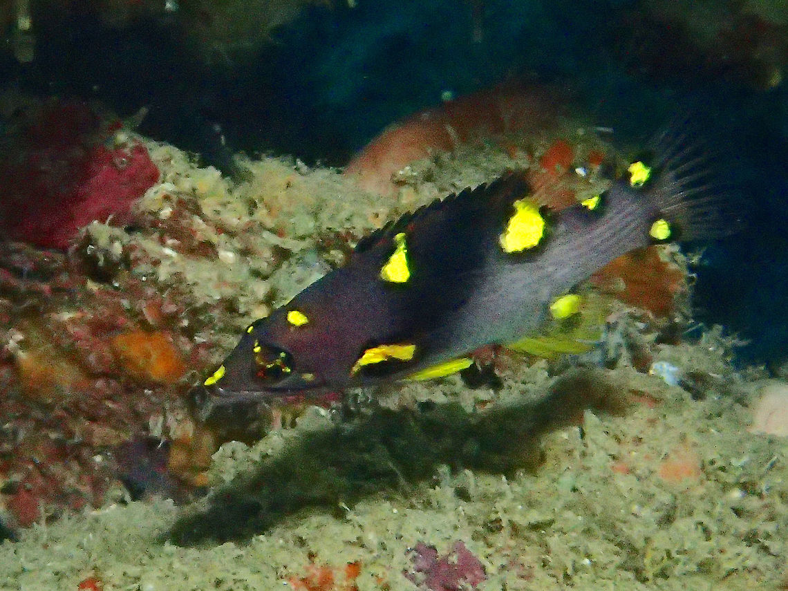 Blackbelt Hogfish/Split-Level Hogfish - Bodianus mesothorax This is the juvenile phase of Blackbelt Hogfish/Split-Level Hogfish - Bodianus mesothorax Anilao,Batangas,Blackbelt Hogfish,Bodianus mesothorax,Fish,Geotagged,Hogfish,Philippines,Split-Level Hogfish,Winter