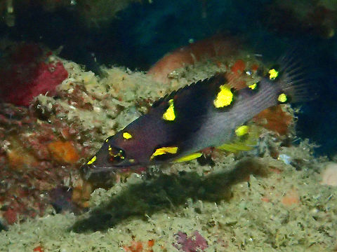 Blackbelt Hogfish/Split-Level Hogfish - Bodianus mesothorax This is the juvenile phase of Blackbelt Hogfish/Split-Level Hogfish - Bodianus mesothorax Anilao,Batangas,Blackbelt Hogfish,Bodianus mesothorax,Fish,Geotagged,Hogfish,Philippines,Split-Level Hogfish,Winter