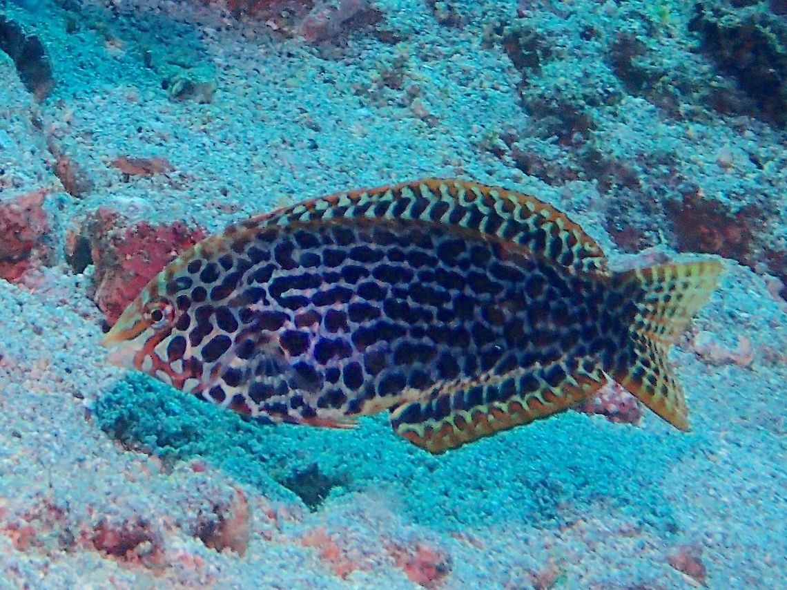 Leopard Wrasse - Macropharyngodon meleagris This is the juvenile phase of Leopard Wrasse - Macropharyngodon meleagris Anilao,Batangas,Black-spotted wrasse,Fish,Geotagged,Leopard Wrasse,Macropharyngodon meleagris,Philippines,Winter,Wrasse