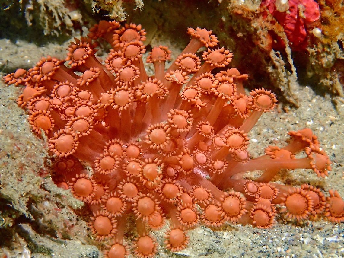 Soft Corals Orangish to reddish coloured soft corals that looks like flowers. Anilao,Batangas,Corals,Geotagged,Philippines,Soft Corals,Winter