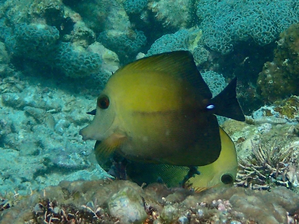 Brushtail Tang - Zebrasoma scopas  Anilao,Batangas,Brushtail Tang,Fish,Geotagged,Philippines,Tang,Winter,Zebrasoma scopas