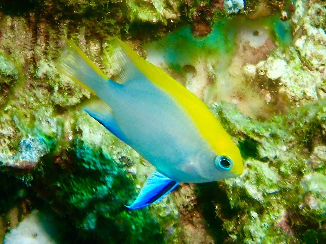 Black Damsel - Neoglyphidodon melas This is the juvenile phase of Black Damsel - Neoglyphidodon melas, where they are with nicer colours.  When adult, they are all black in colour. Anilao,Batangas,Black Damsel,Damsel,Fish,Geotagged,Neoglyphidodon melas,Philippines,Winter