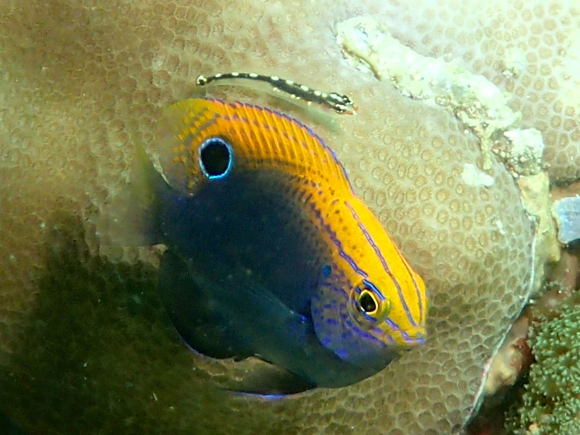 Speckled Damsel - Pomacentrus bankanensis The Speckled Damsel - Pomacentrus bankanensis can be variable, but commonly orange-brown with blue lines from snout onto back, white tail; occelated spot on rear dorsal fin, black &#039;ear&#039; spot and black spot on base of pectoral fin.<br />
<br />
This Damselfish is small in size, but in the picture, there is a much smaller Goby resting on the hard coral behind this Damselfish. Anilao,Batangas,Fish,Geotagged,Philippines,Pomacentrus bankanensis,Speckled Damsel,Winter
