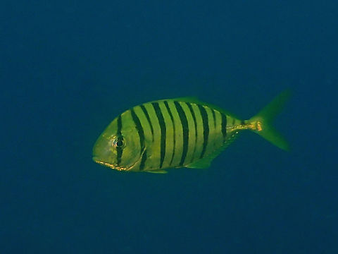 Golden trevally