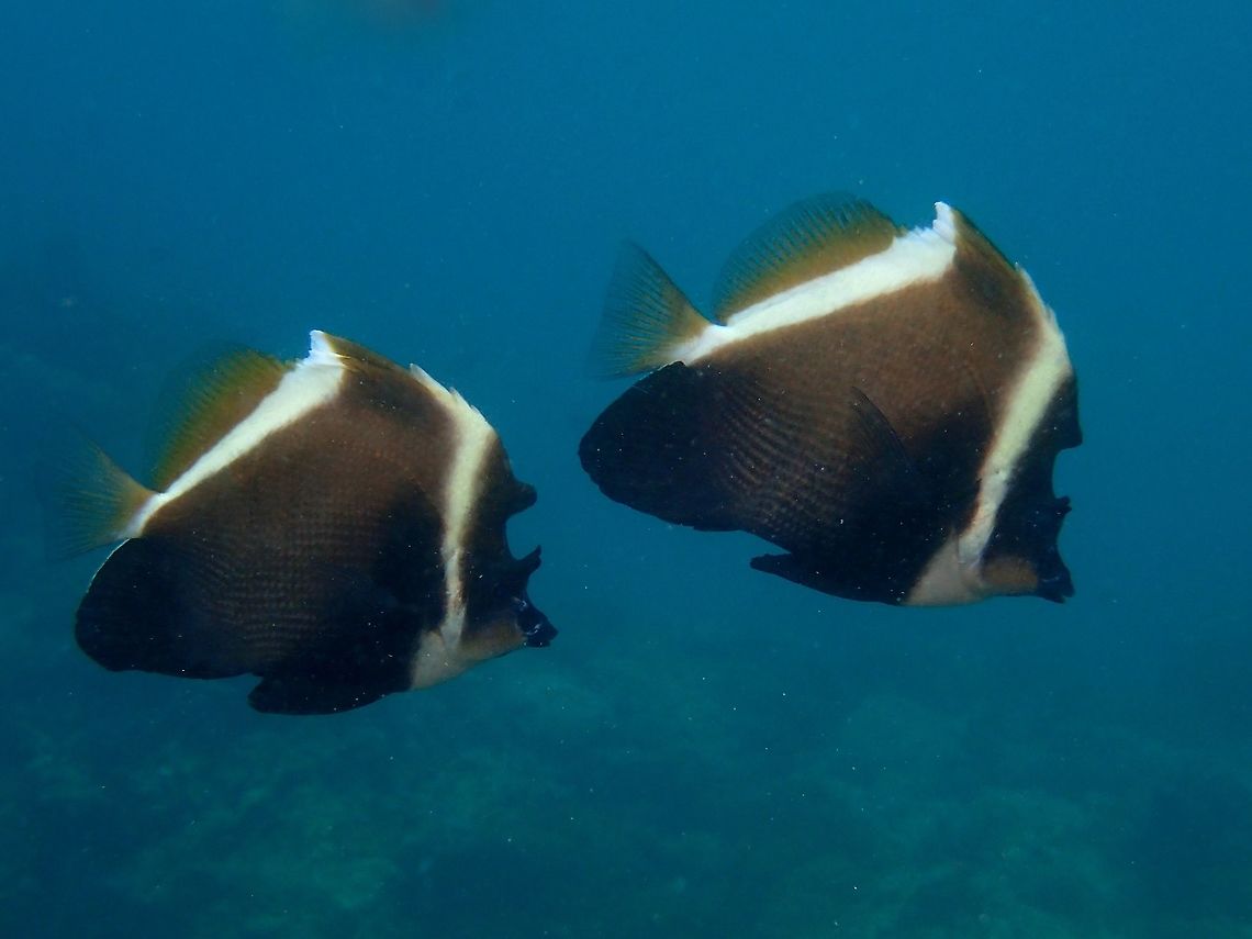 Humphead Bannerfish - Heniochus varius The Humphead Bannerfish - Heniochus varius is large brown to black triangular area on body, pair of horns just above eyes; bump on nape. Anilao,Bannerfish,Batangas,Fish,Geotagged,Heniochus varius,Horned bannerfish,Philippines,Winter